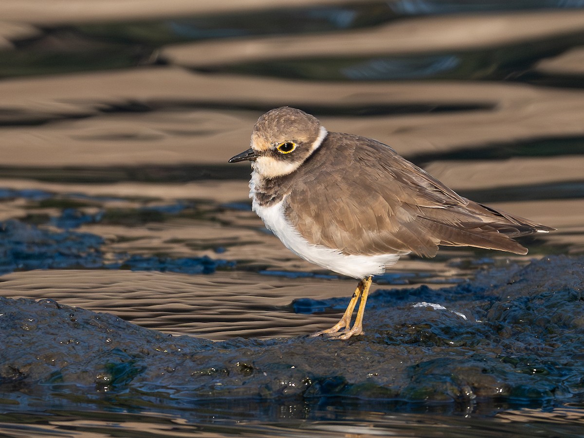 חופמי גדות - ML646781419