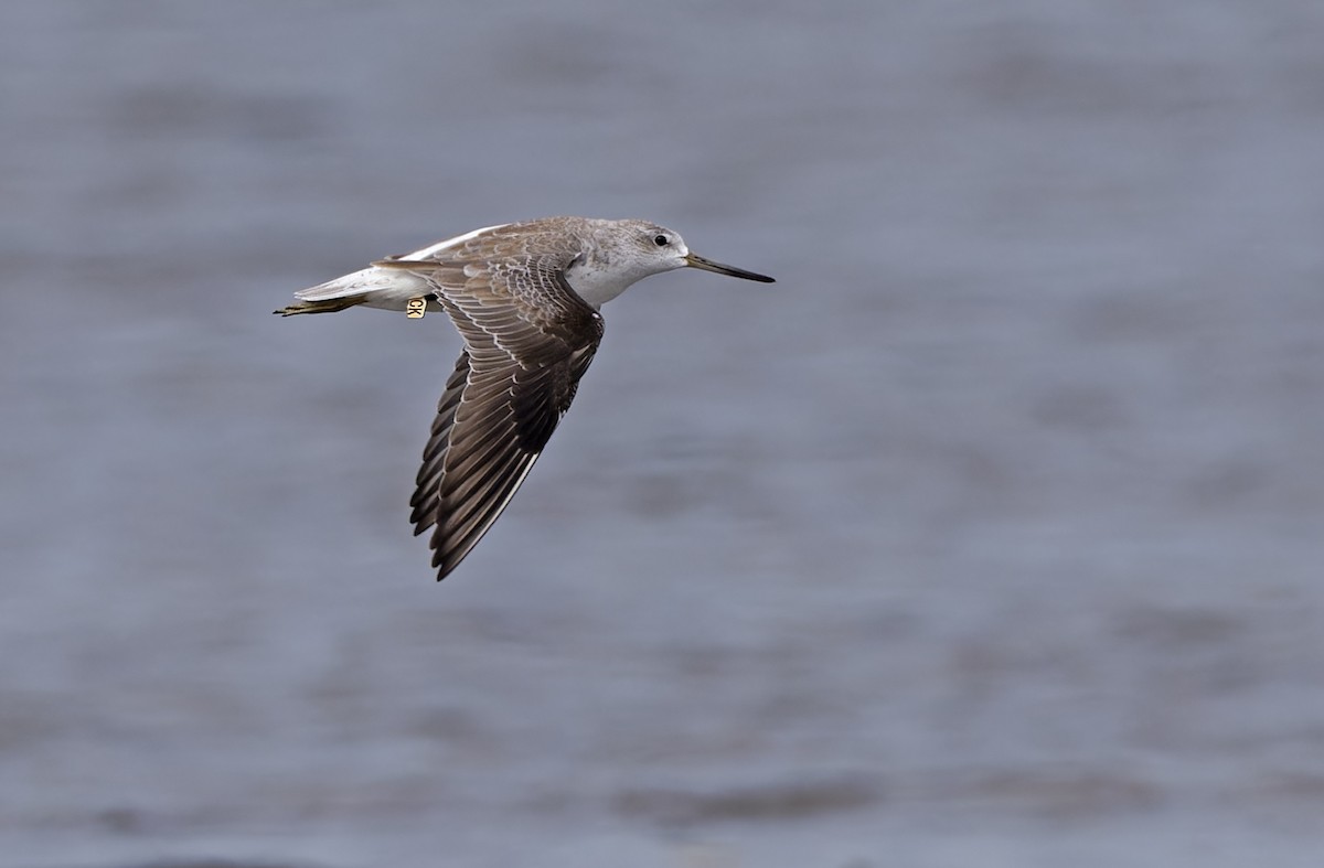 sakhalinsnipe - ML646781420