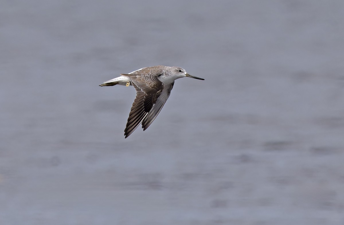 sakhalinsnipe - ML646781421