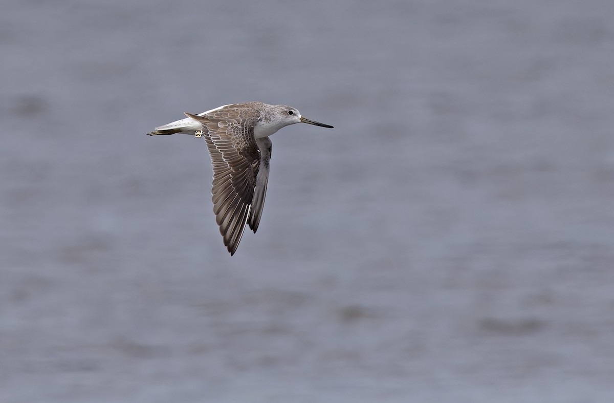 sakhalinsnipe - ML646781422