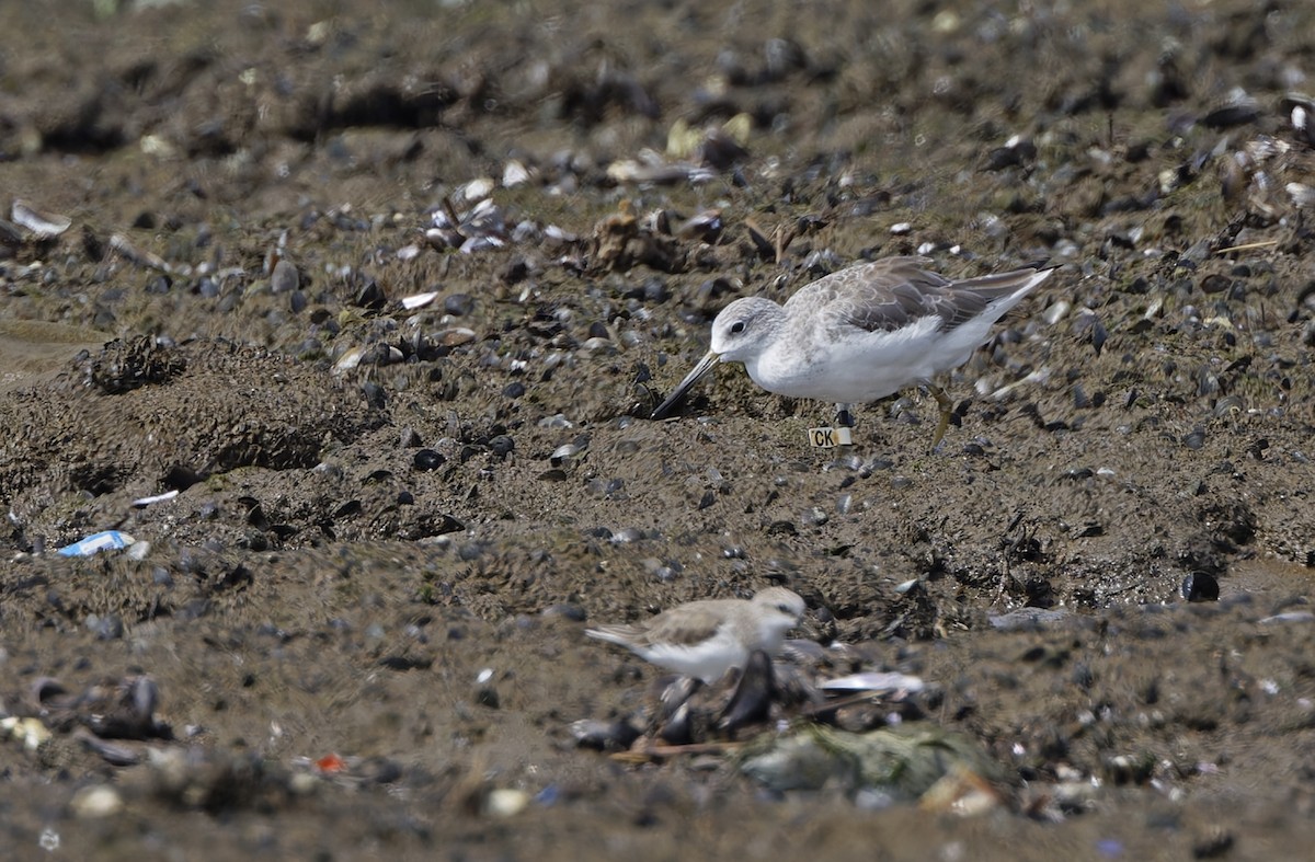 sakhalinsnipe - ML646781423