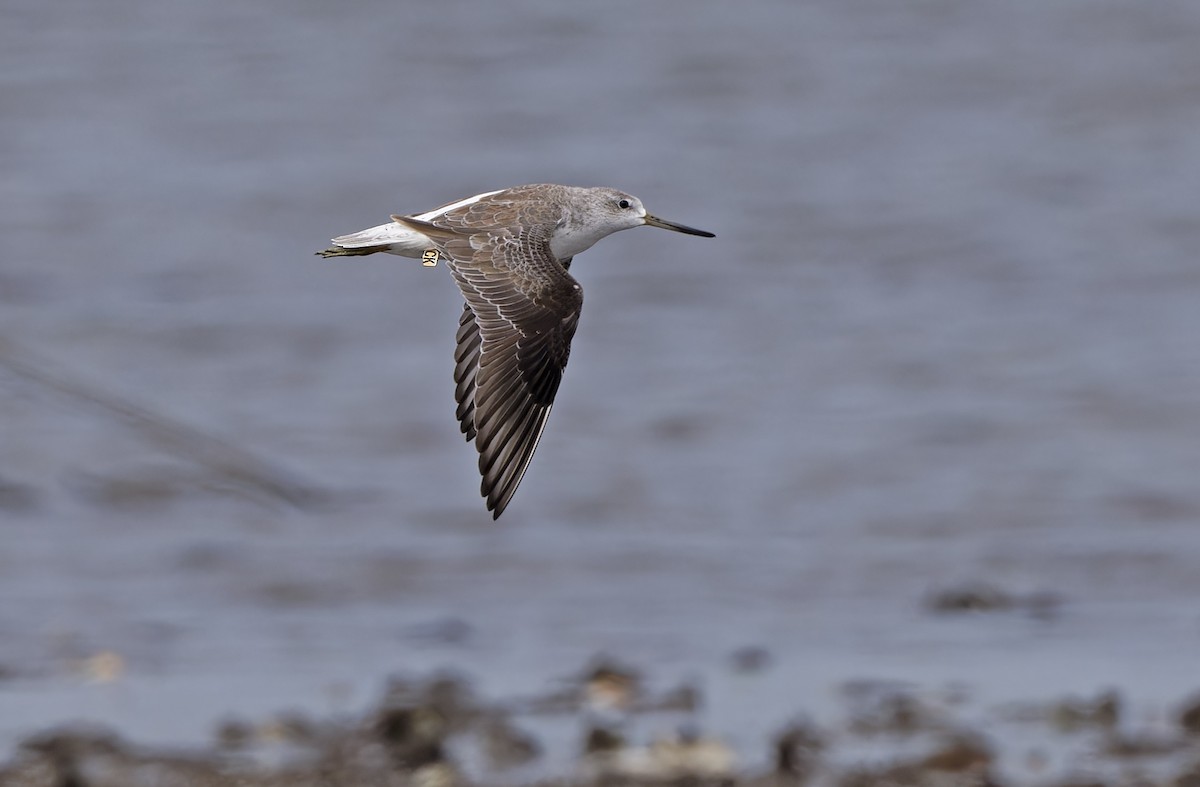 sakhalinsnipe - ML646781424