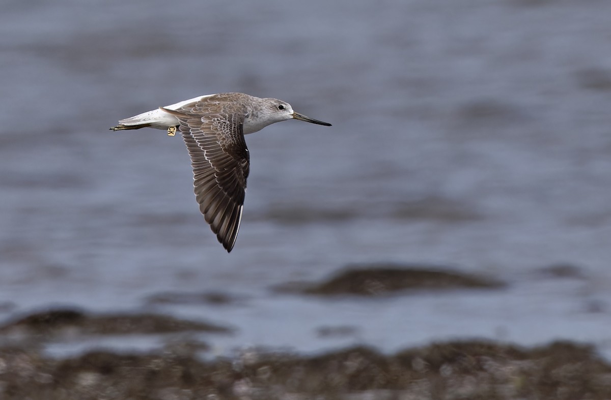 sakhalinsnipe - ML646781425