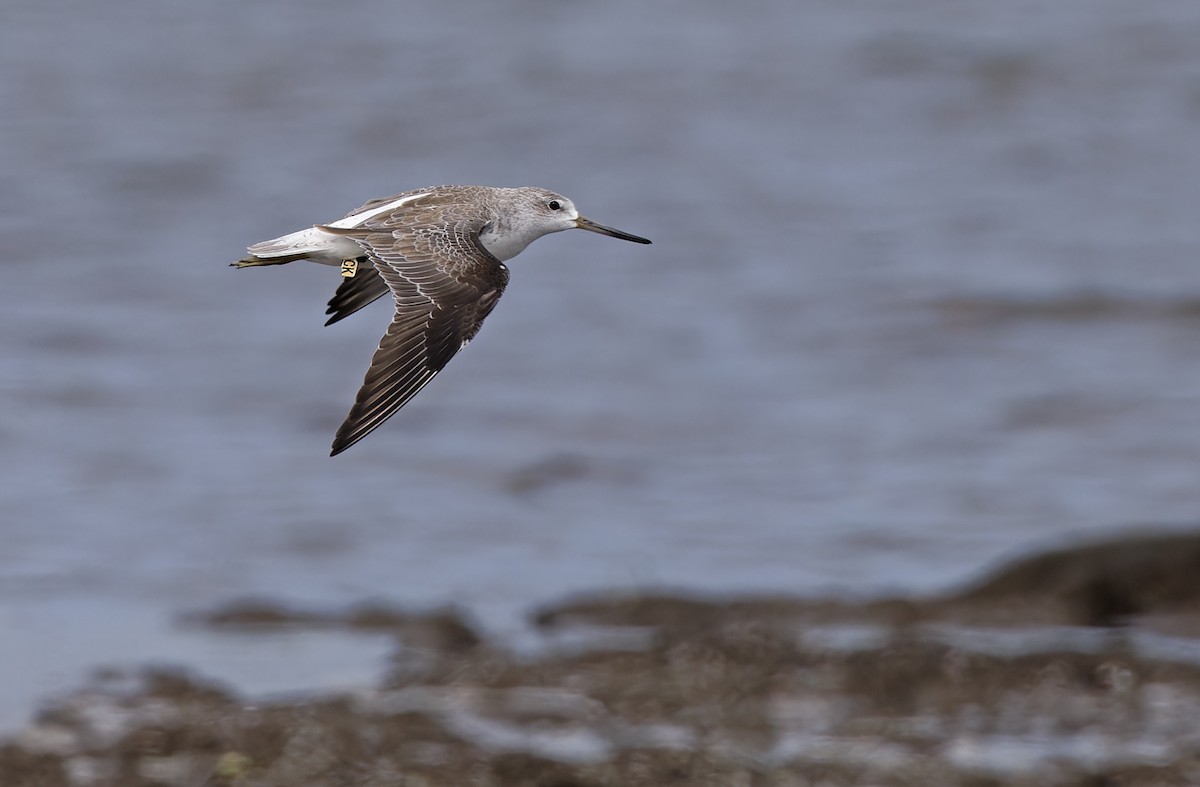 sakhalinsnipe - ML646781426