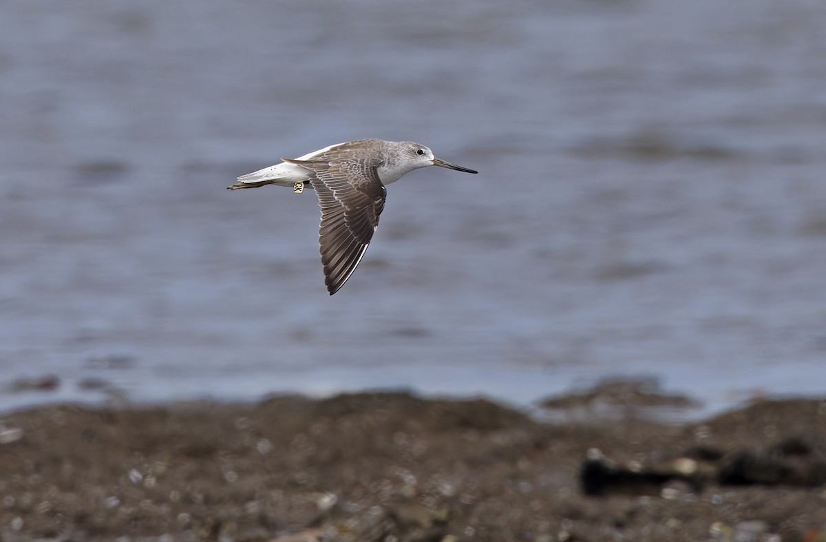 sakhalinsnipe - ML646781427