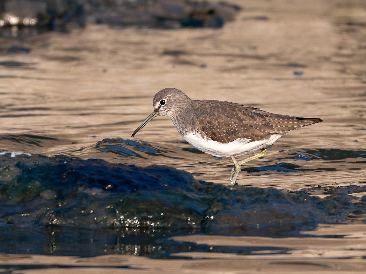 ביצנית שחורת-כנף - ML646781429
