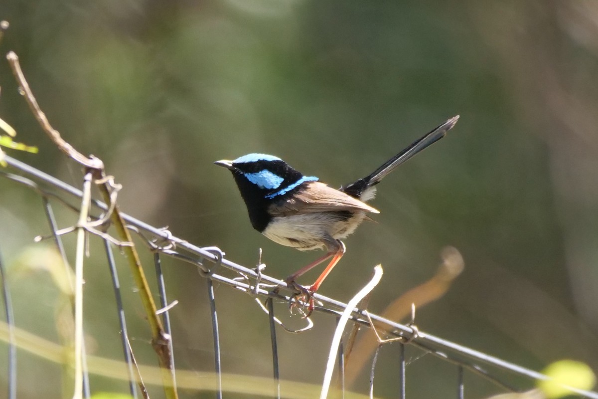 ルリオーストラリアムシクイ - ML646781432