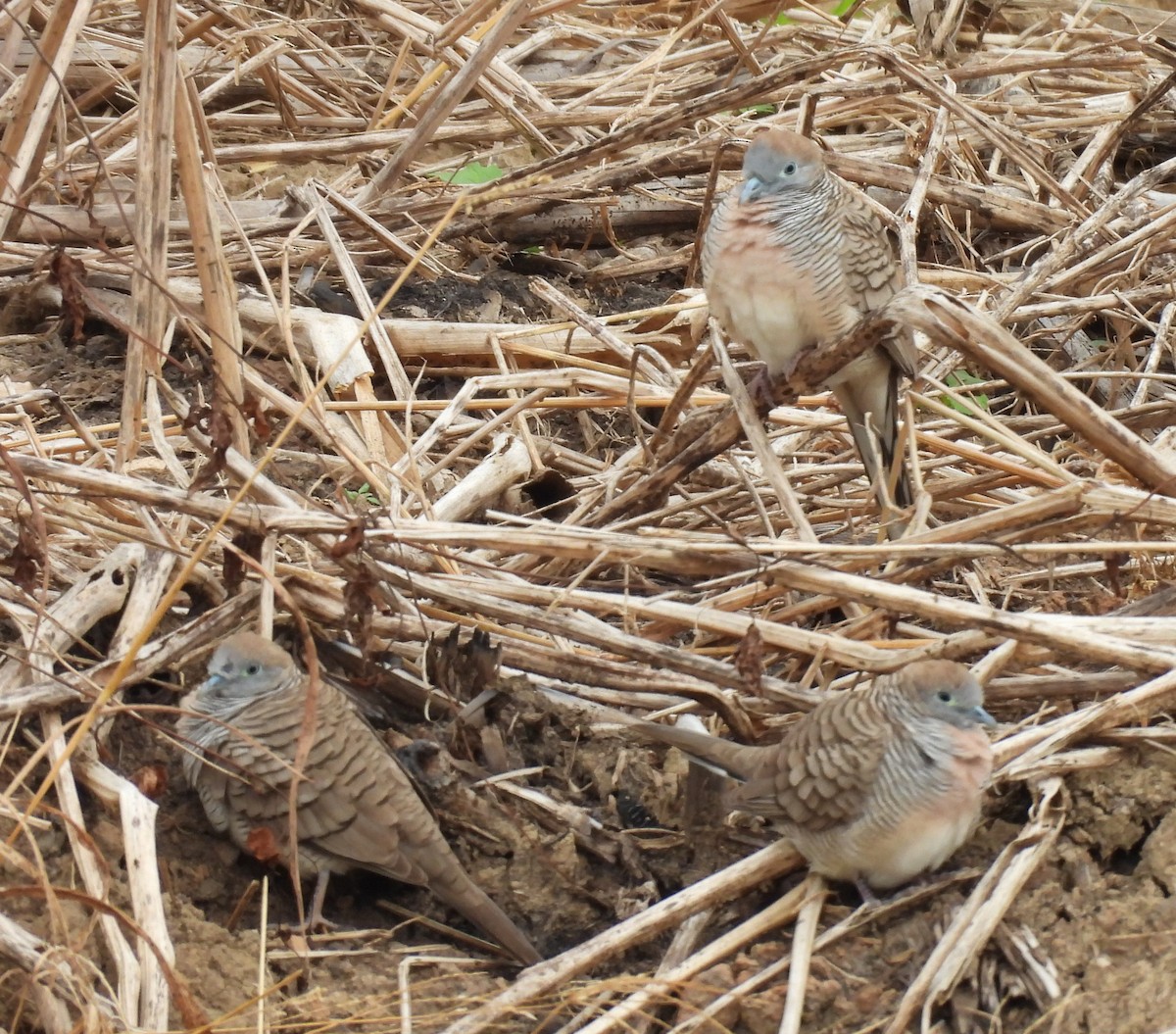 斑馬鳩 - ML646781440