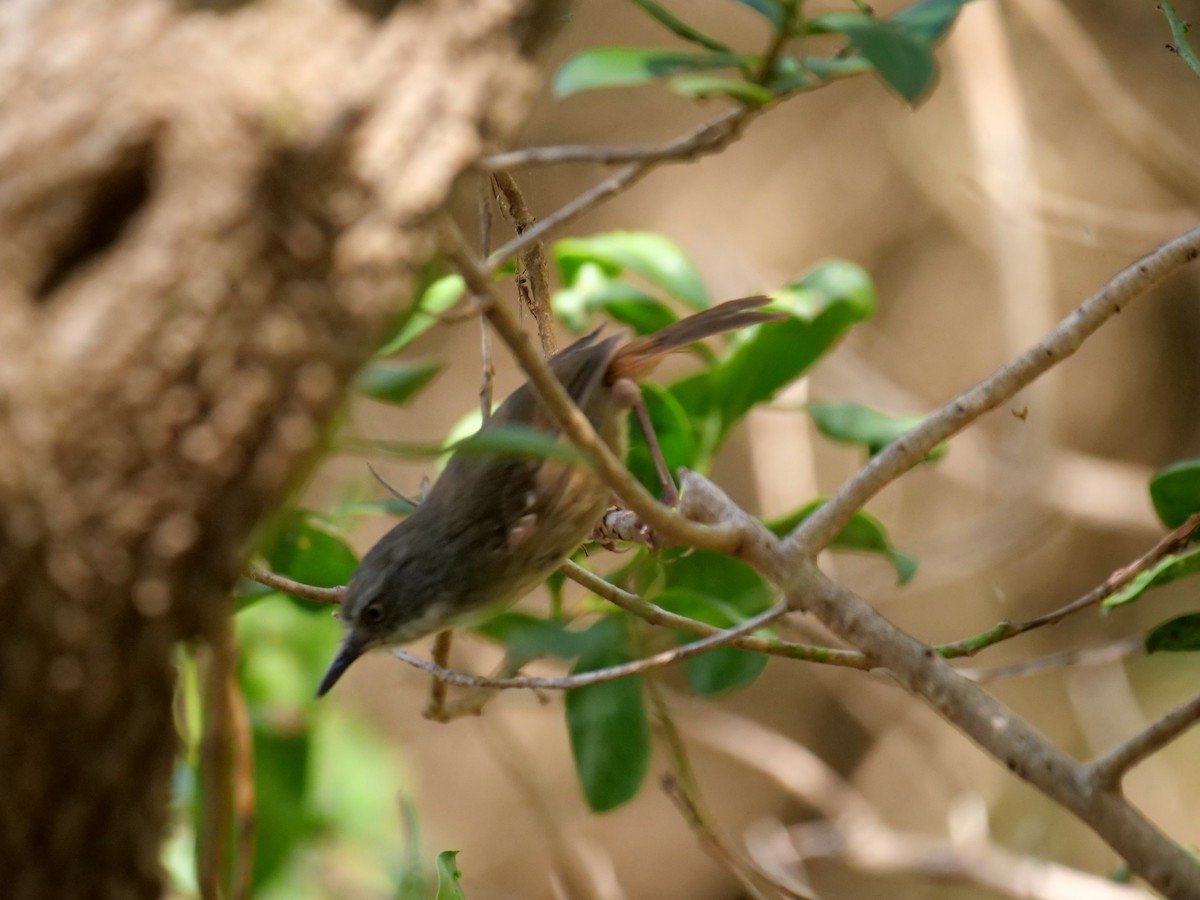 マミジロヤブムシクイ - ML646781453