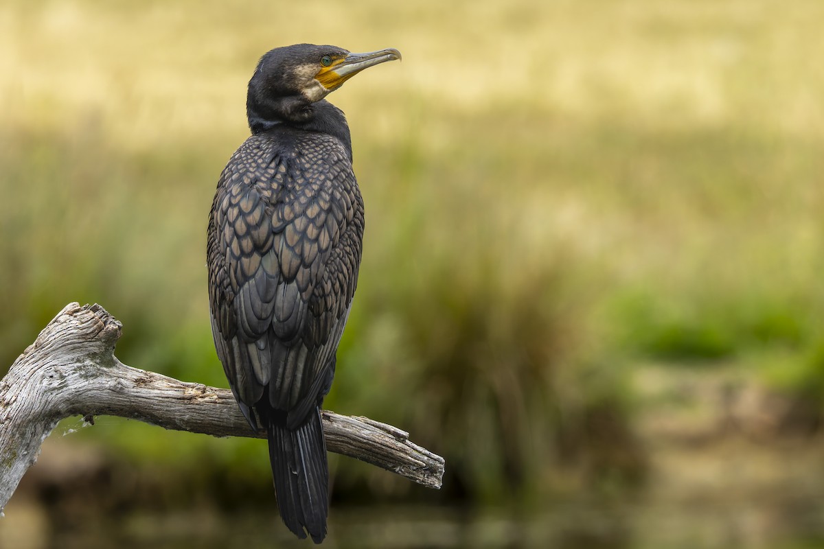Great Cormorant - ML646781462