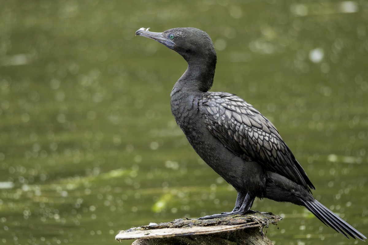 Little Black Cormorant - ML646781463