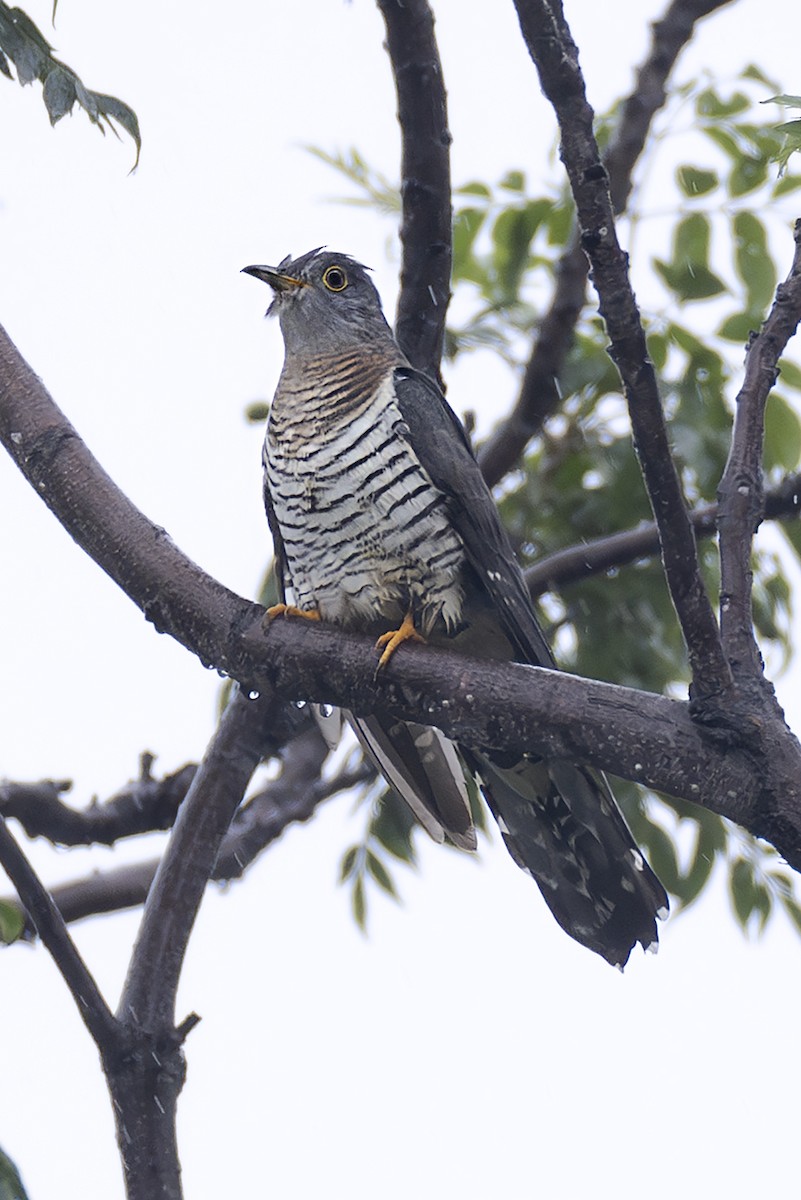 Kuku siberiarra - ML646781464