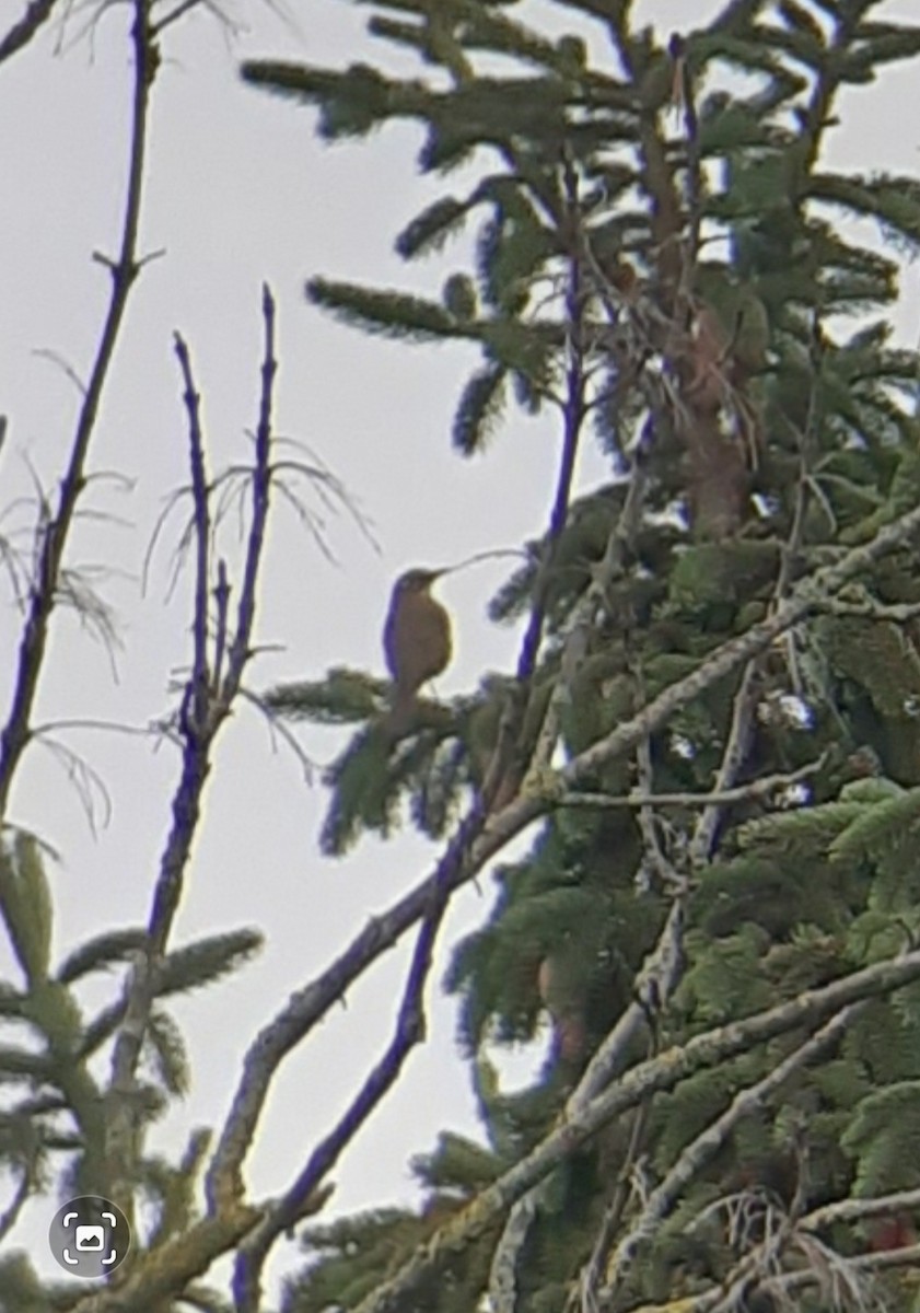 Birigarro txikia - ML646781465