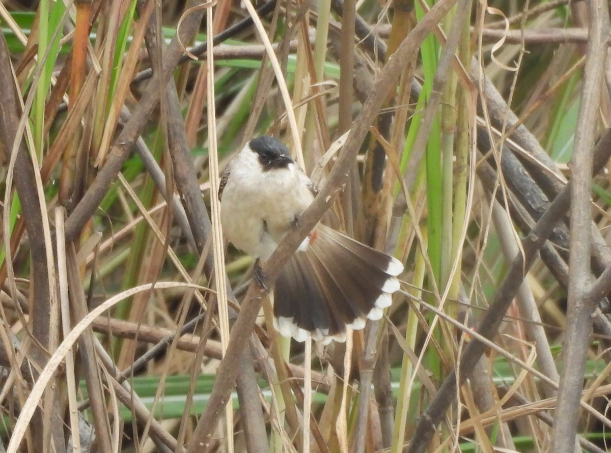 白喉紅臀鵯 - ML646781477