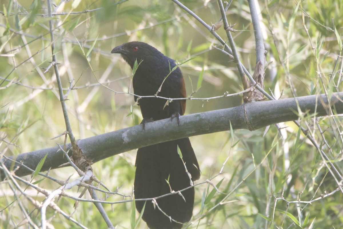 Greater Coucal - ML646781496