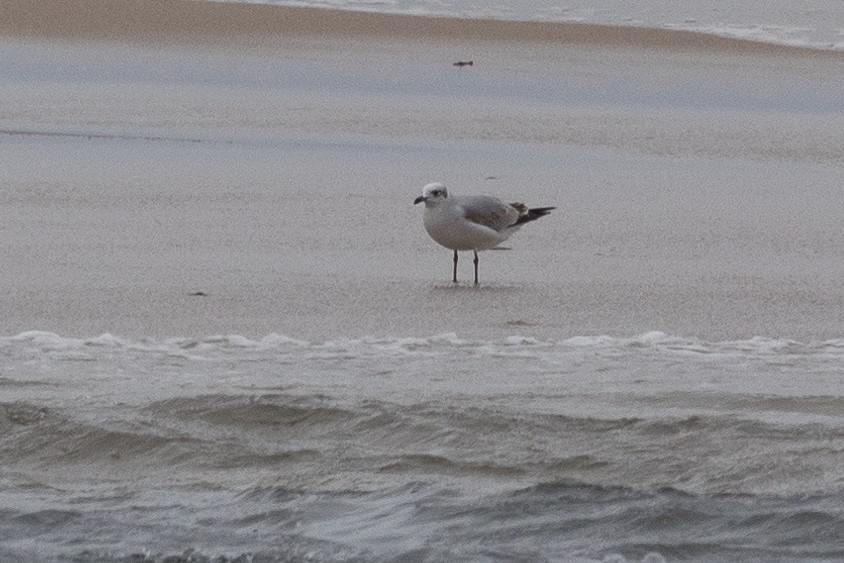 Mediterranean Gull - ML646781499
