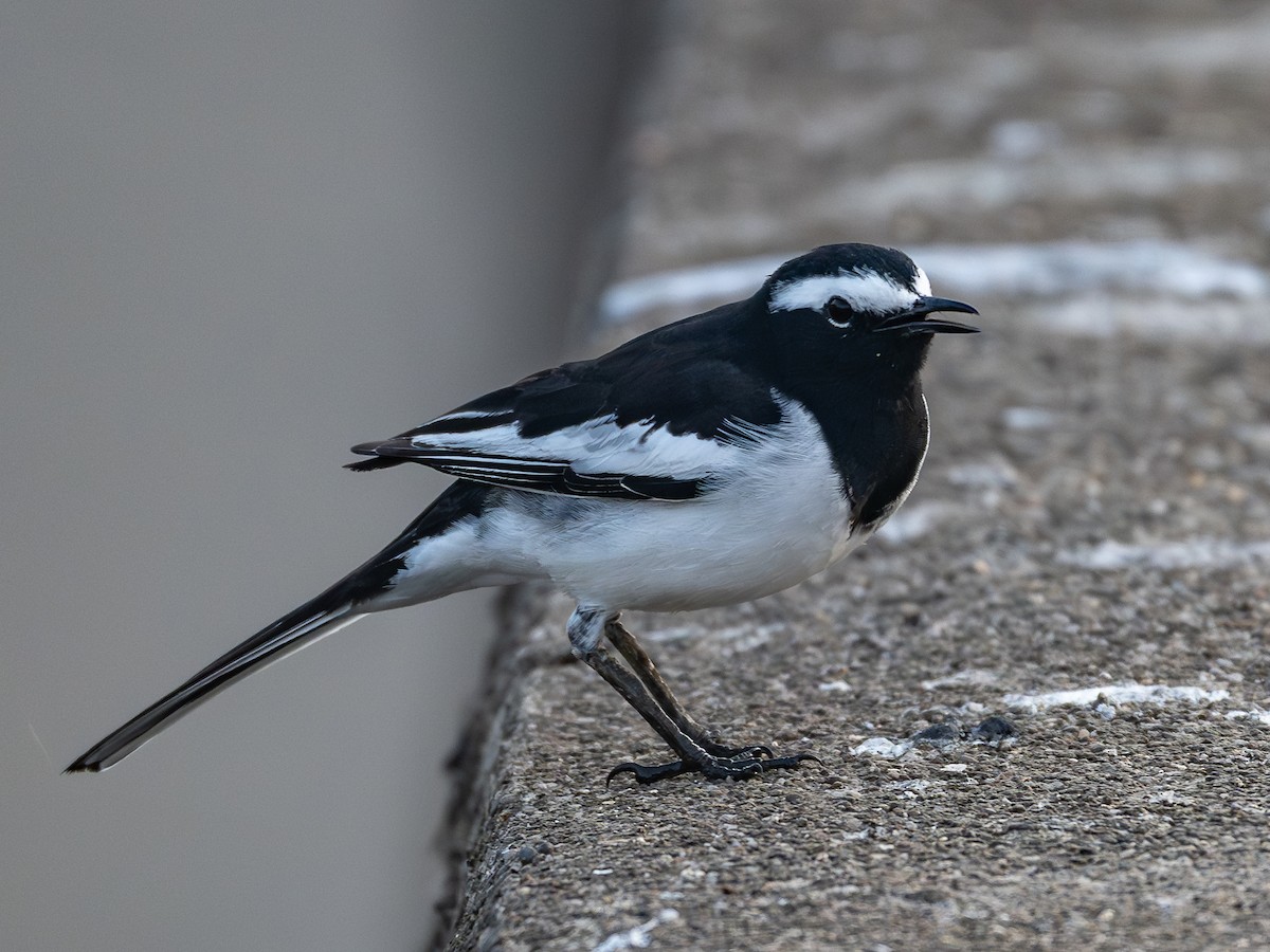 Lavandera India - ML646781517