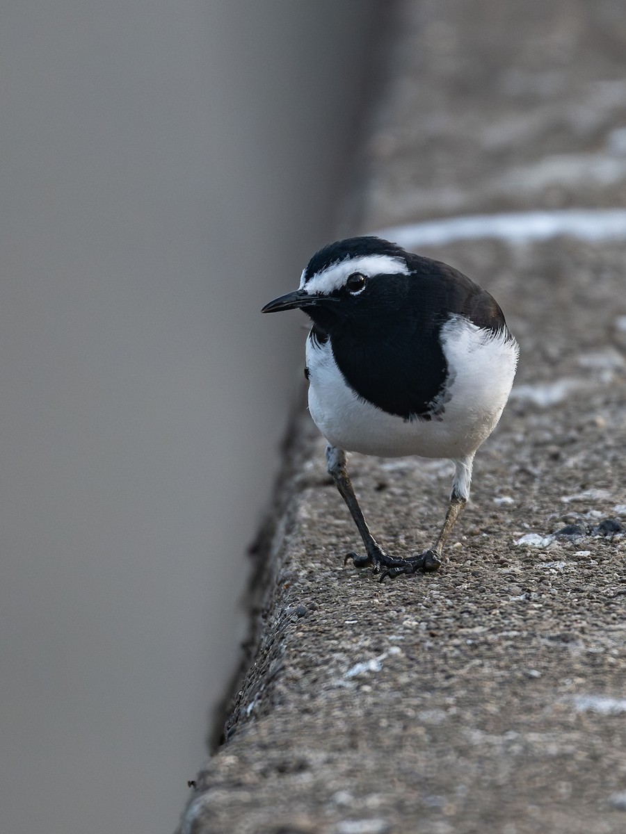 Lavandera India - ML646781518