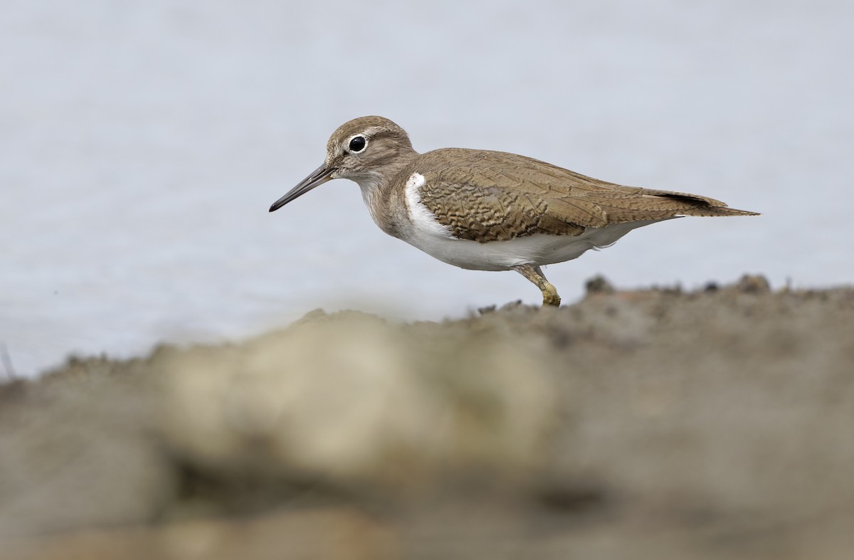 strandsnipe - ML646781520