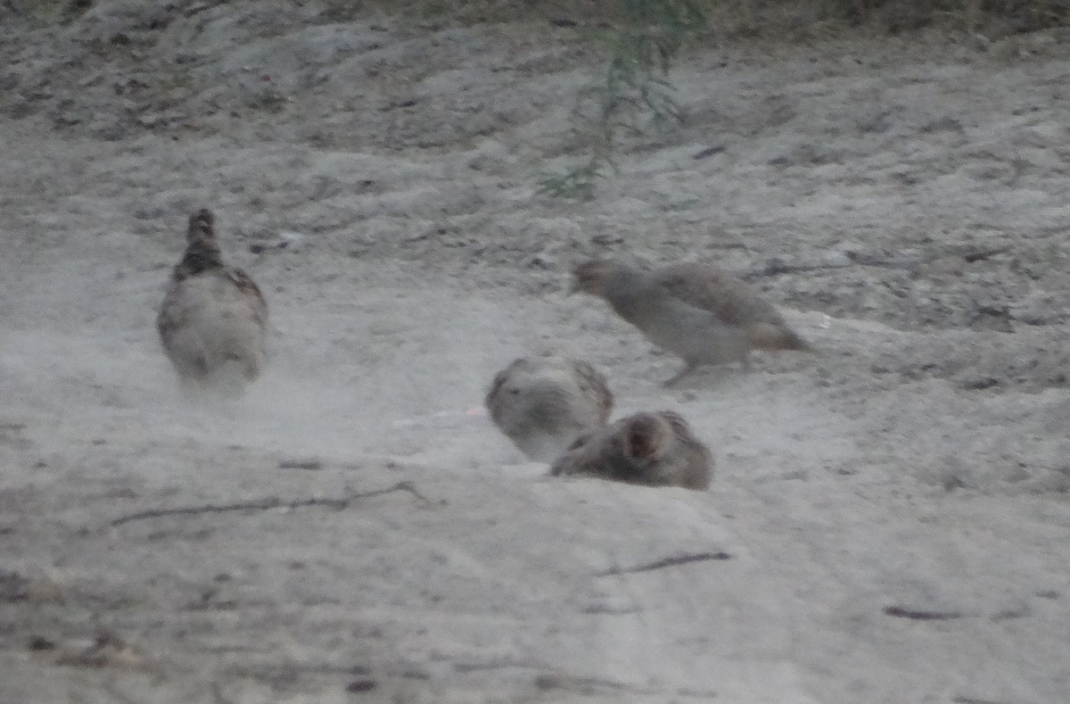 Gray Francolin - ML646781523