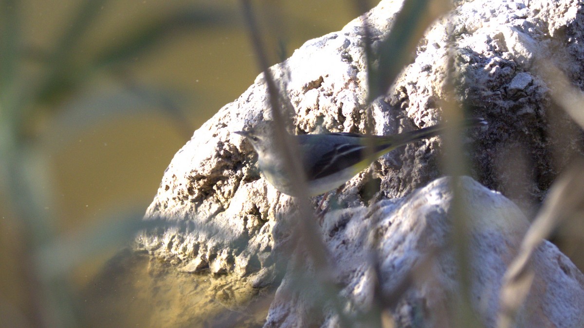 Gray Wagtail - ML646781532