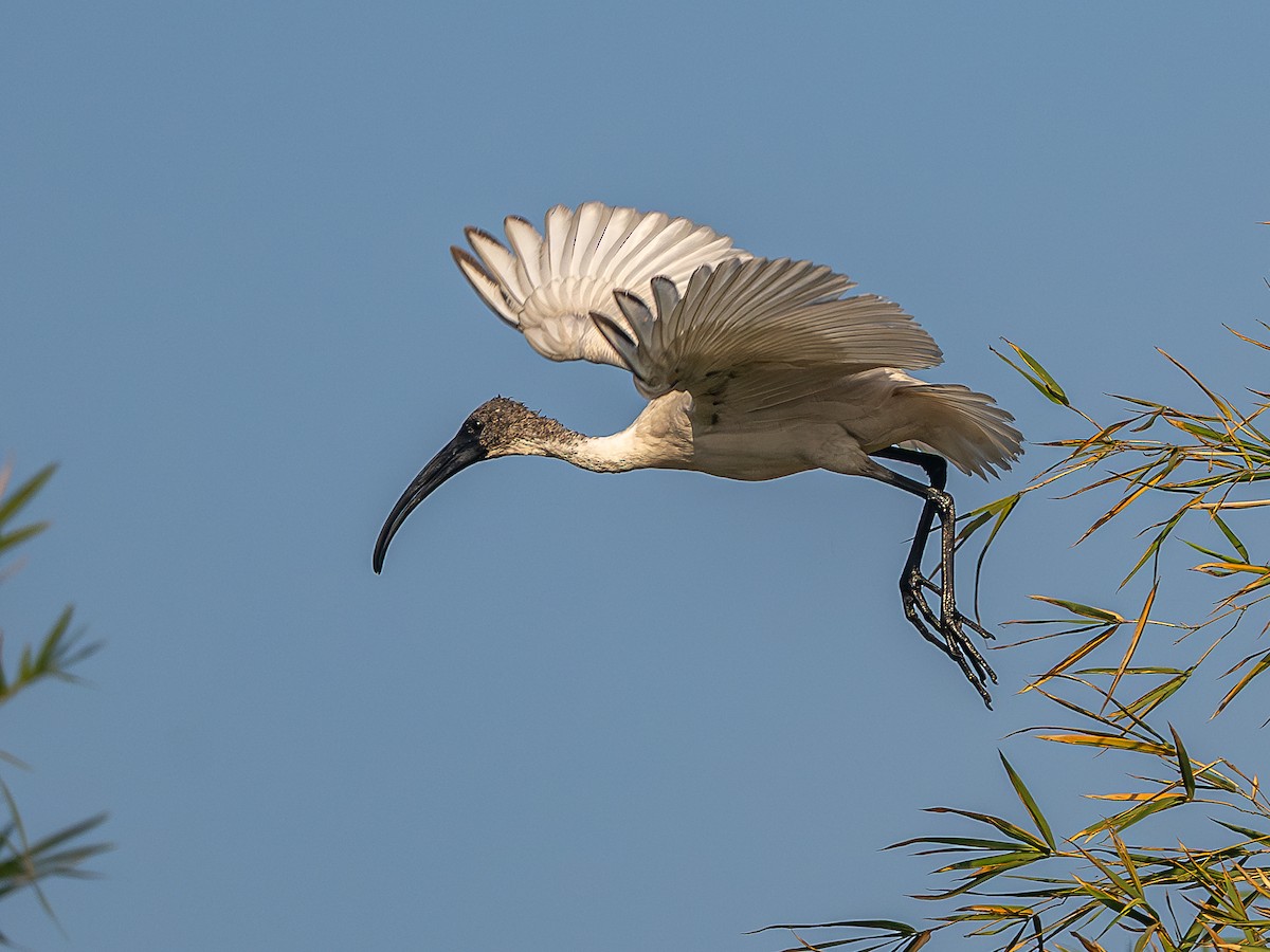 Black-headed Ibis - ML646781536