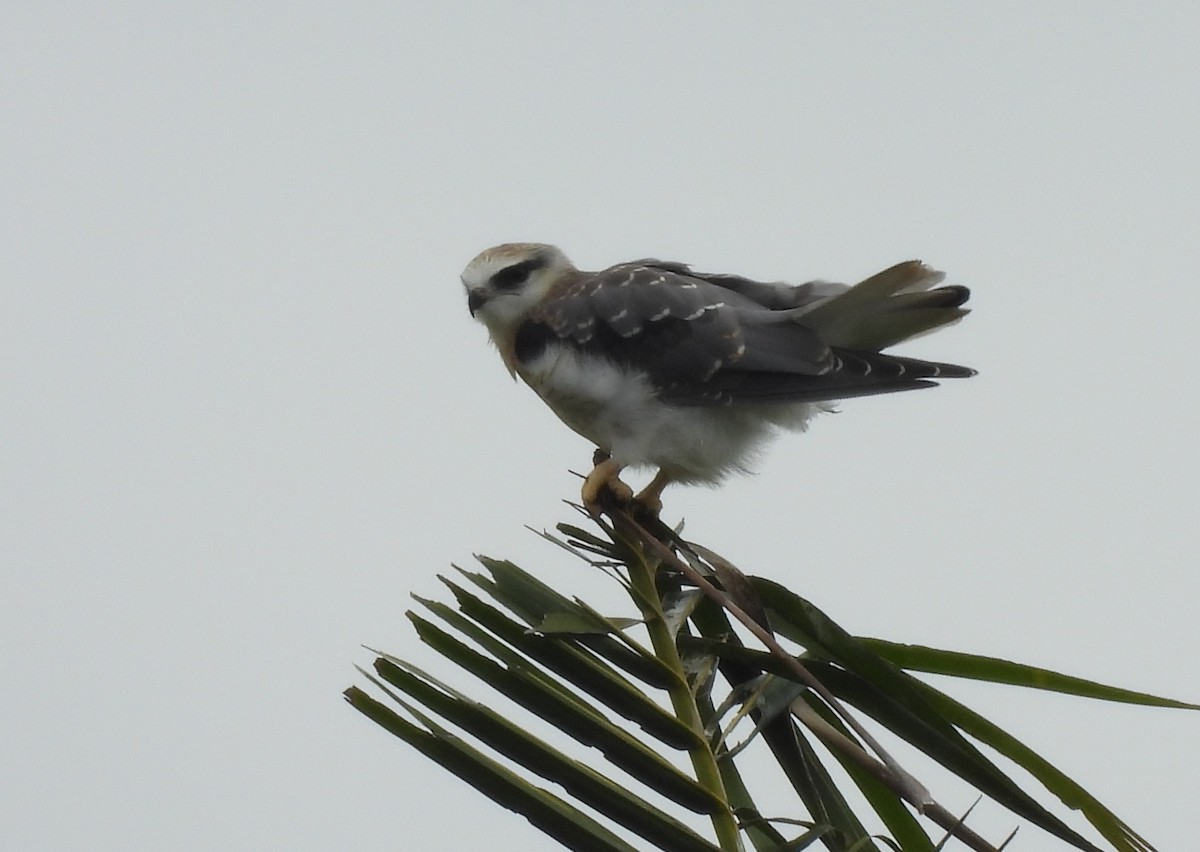黑翅鳶 - ML646781539