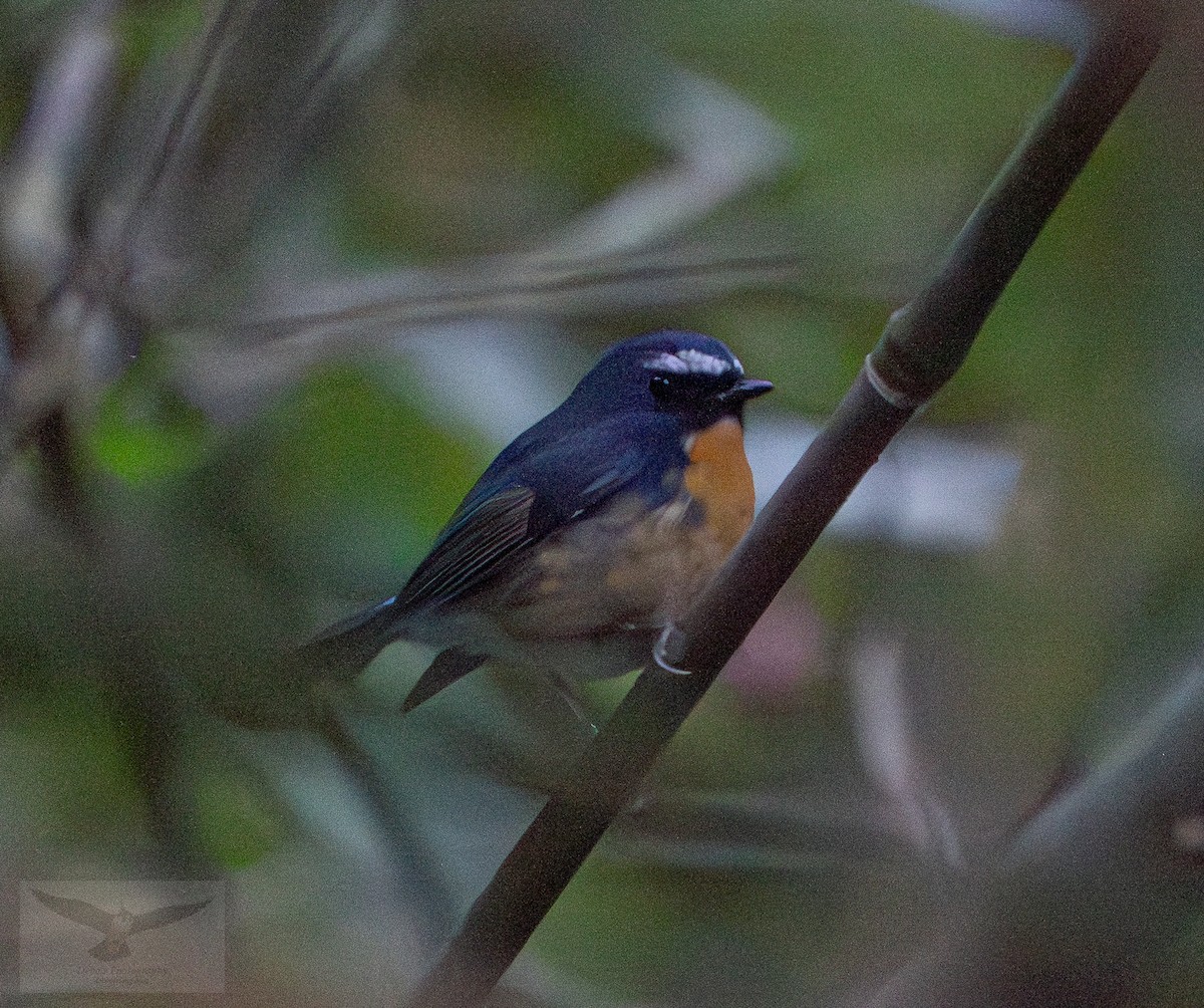 Snowy-browed Flycatcher - ML646781540