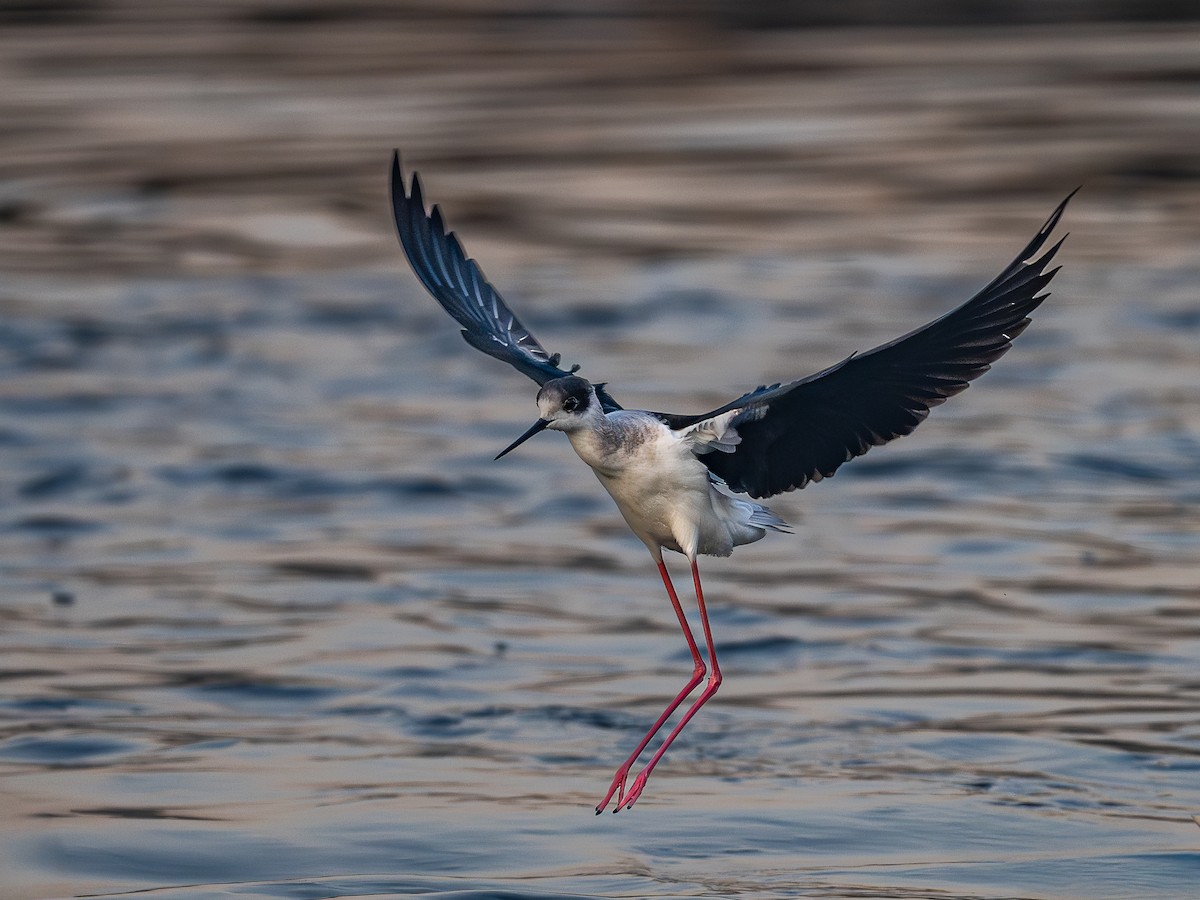 תמירון - ML646781550