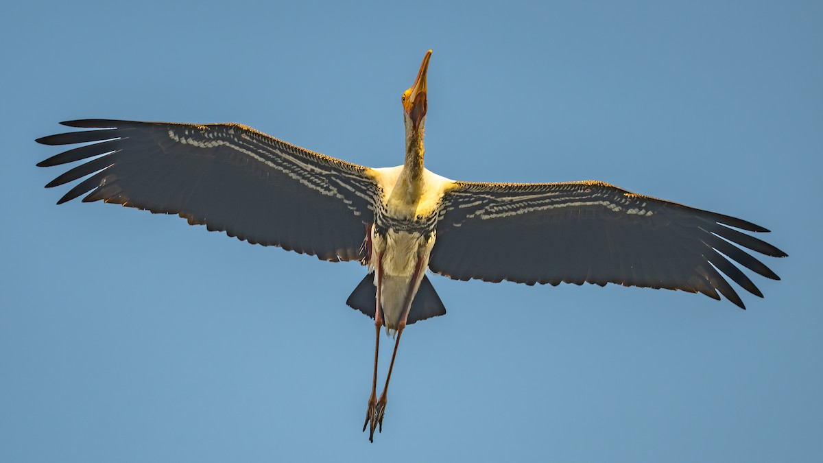 Painted Stork - ML646781556
