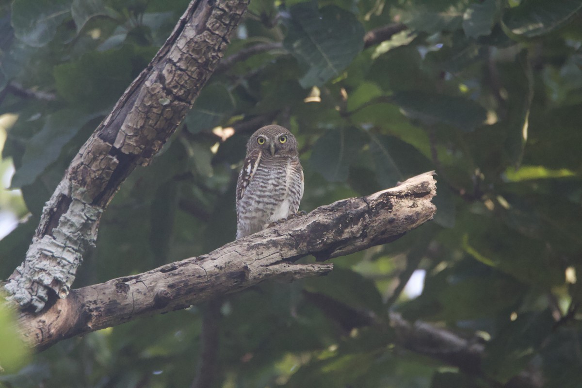 Jungle Owlet - ML646781557