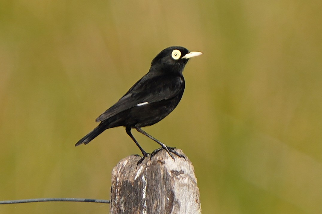 Brillendunkeltyrann - ML646781560