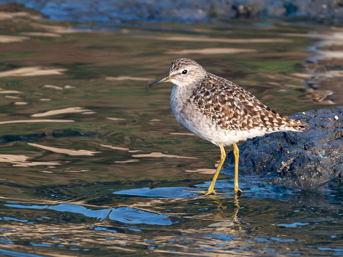 vodouš bahenní - ML646781564