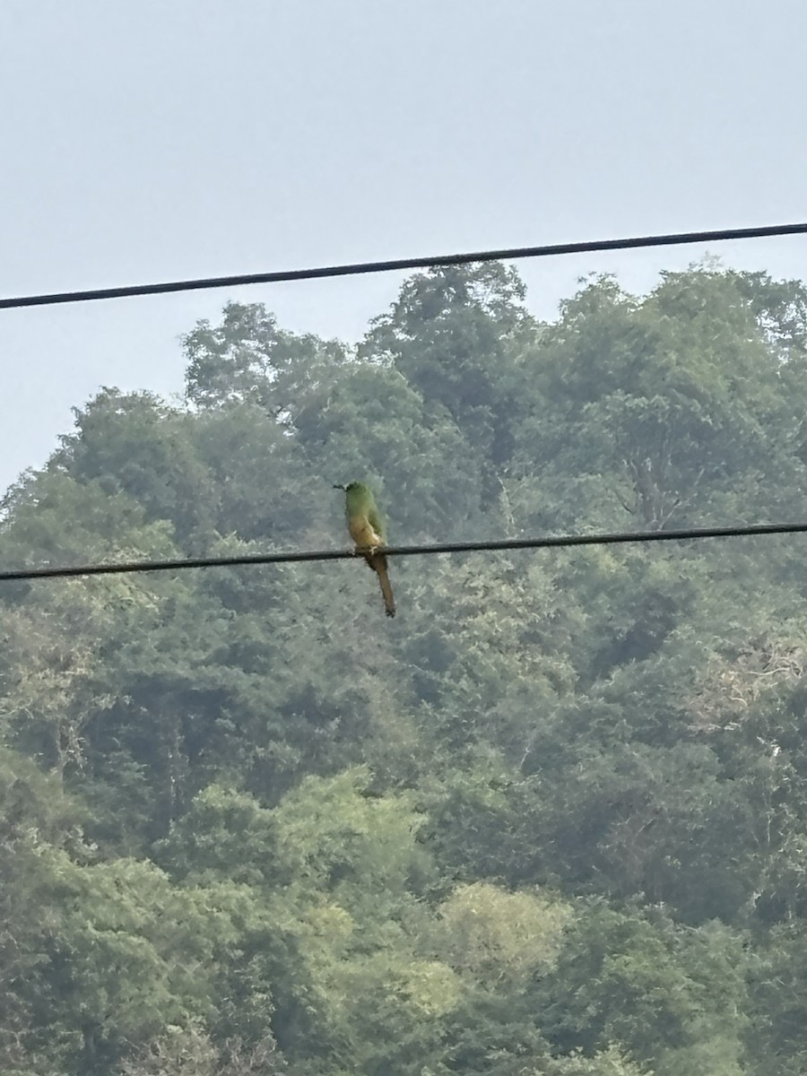 Blue-bearded Bee-eater - ML646781565