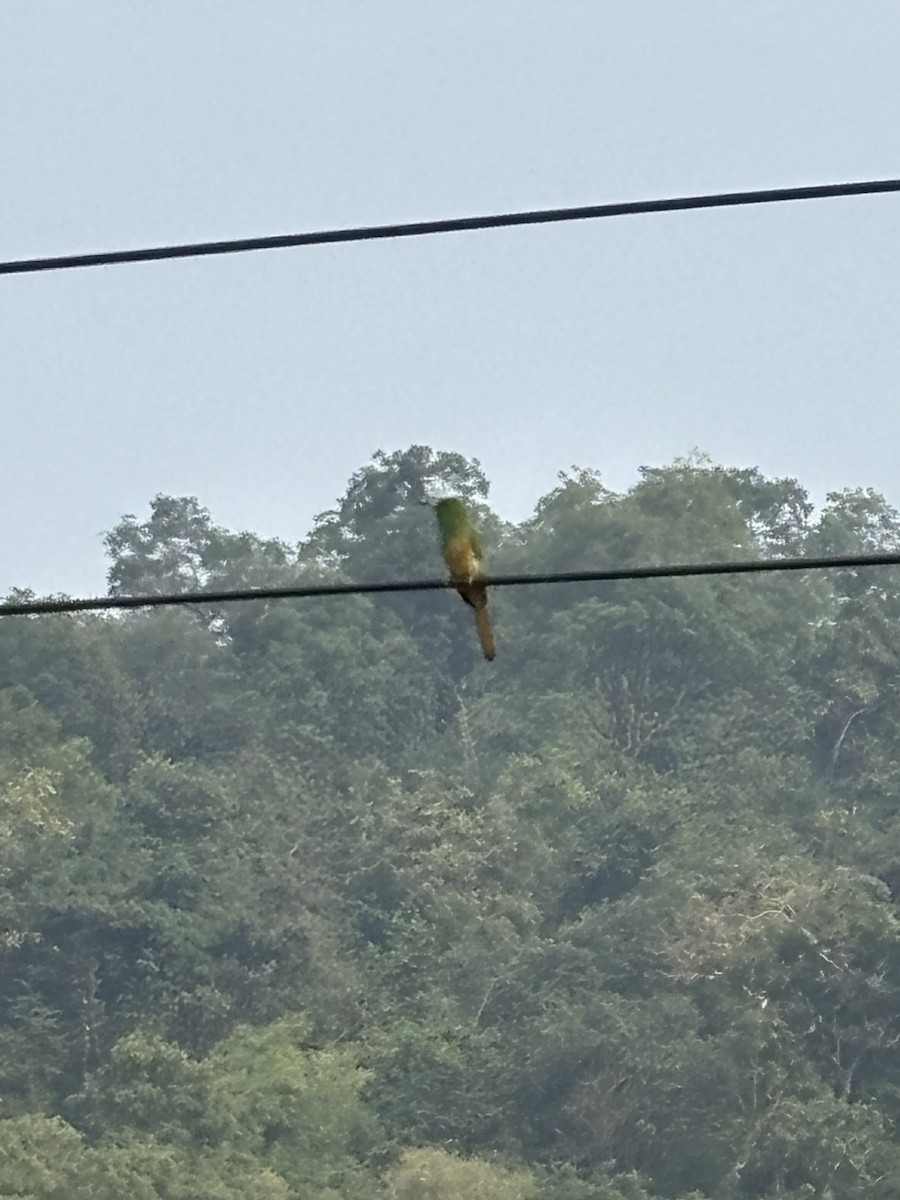 Blue-bearded Bee-eater - ML646781566