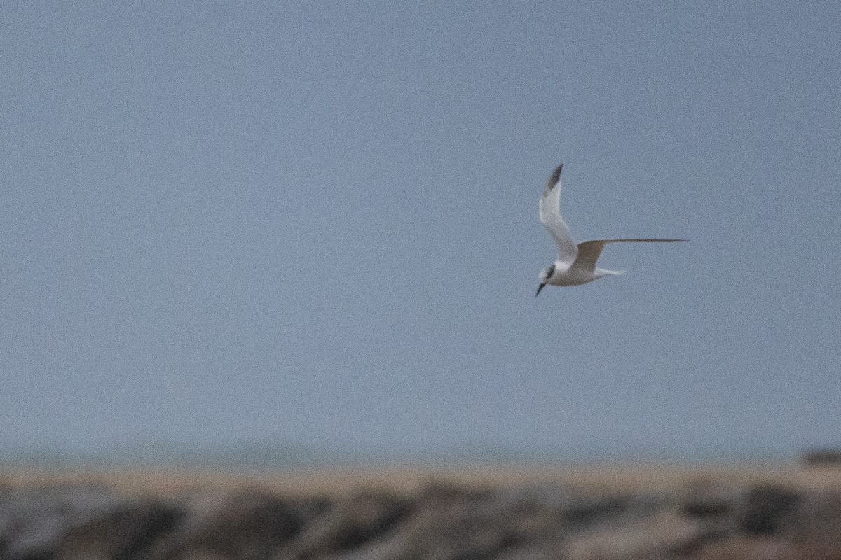 Крячок рябодзьобий - ML646781567