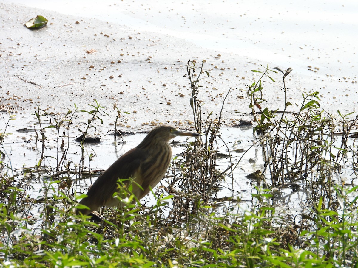 Indian Pond-Heron - ML646781570