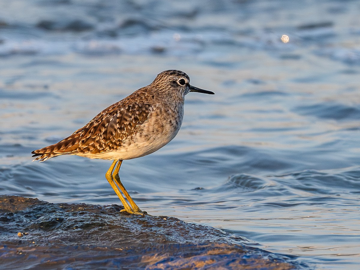 vodouš bahenní - ML646781571