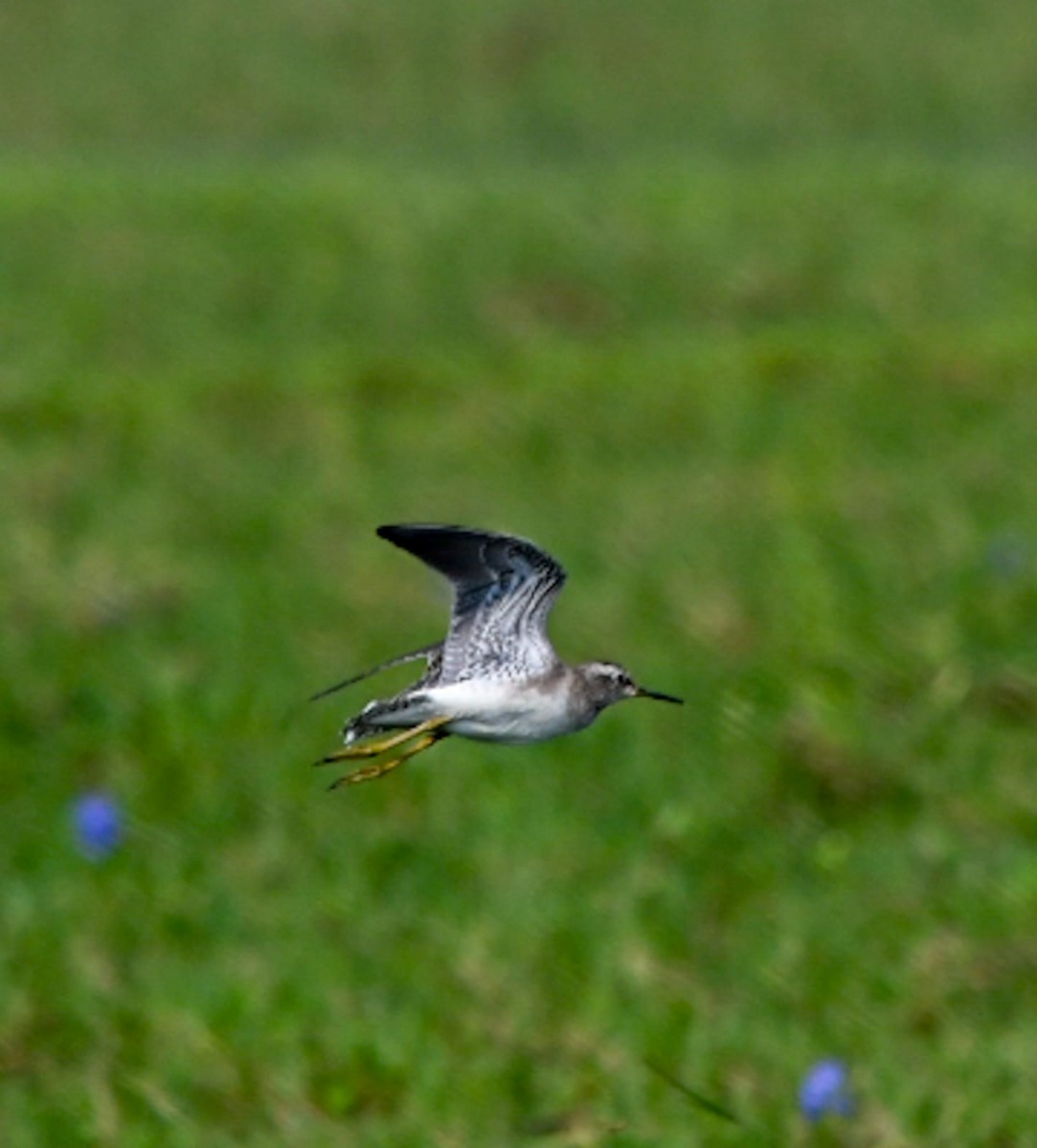 vodouš bahenní - ML646781574