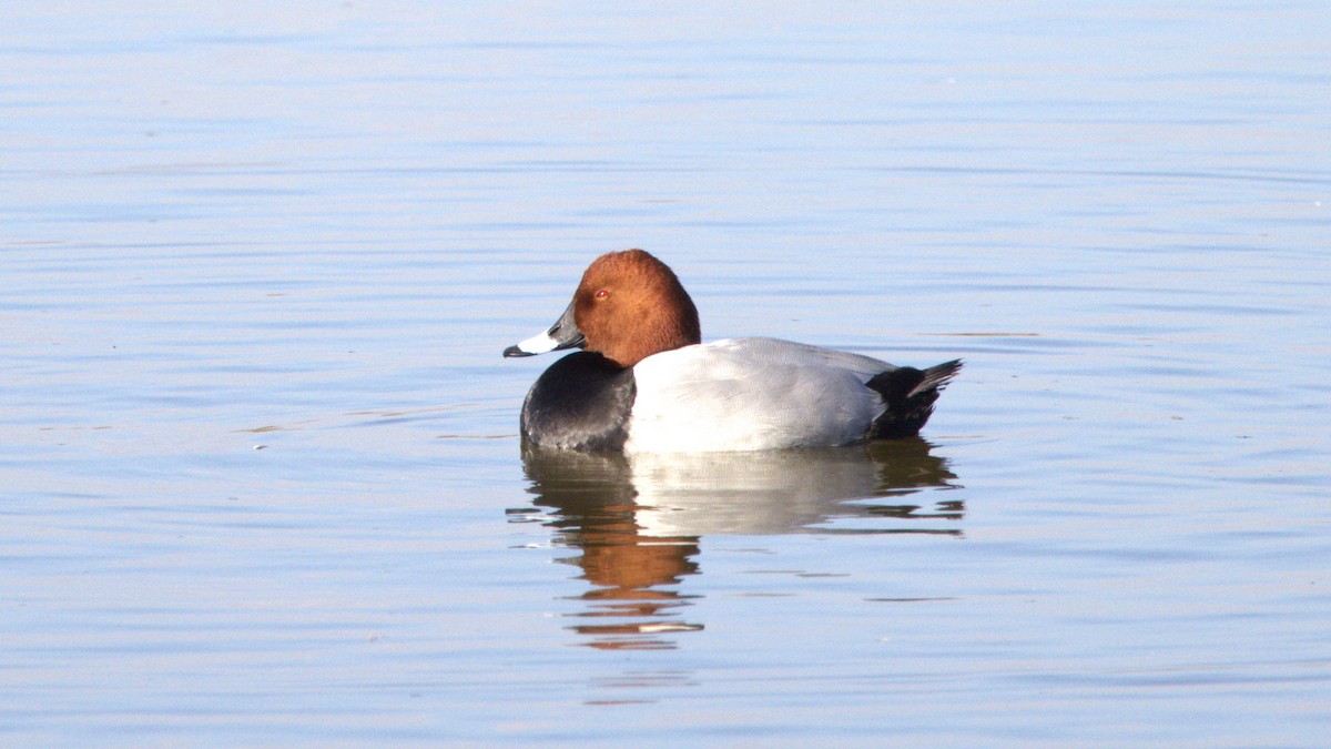 Common Pochard - ML646781575