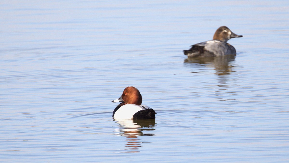 Common Pochard - ML646781576