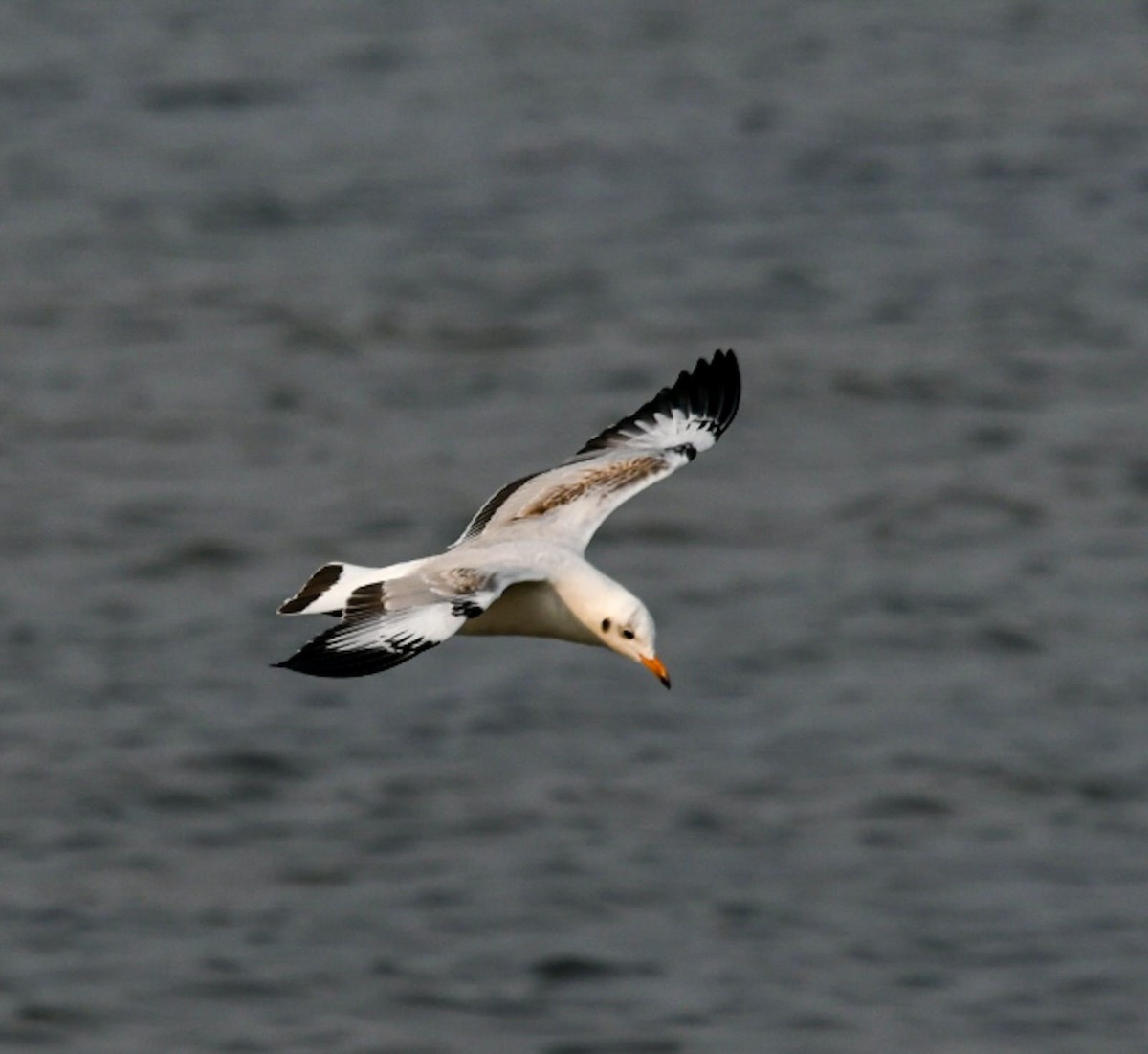 Gaviota Centroasiática - ML646781577