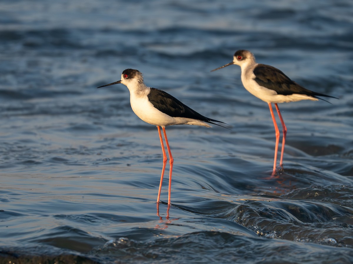 תמירון - ML646781578