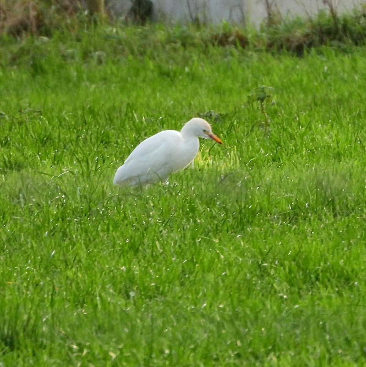 Western Cattle-Egret - ML646781583