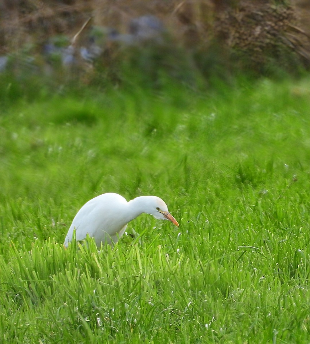 Western Cattle-Egret - ML646781584