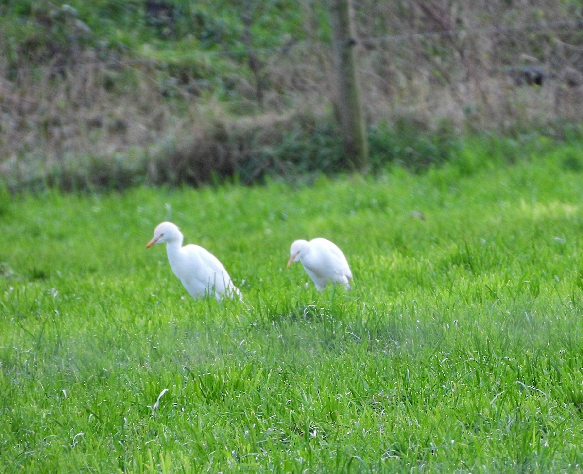 Western Cattle-Egret - ML646781585