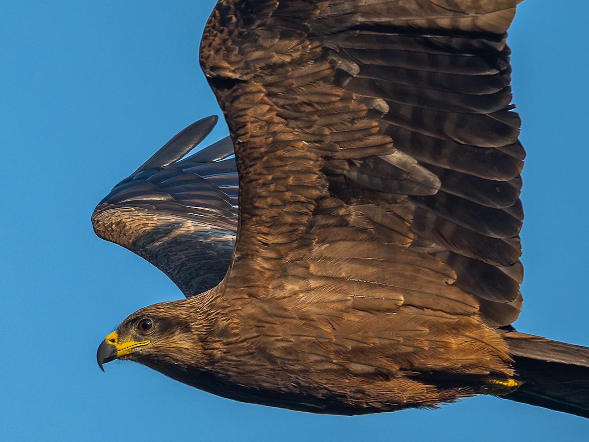 דיה שחורה - ML646781586