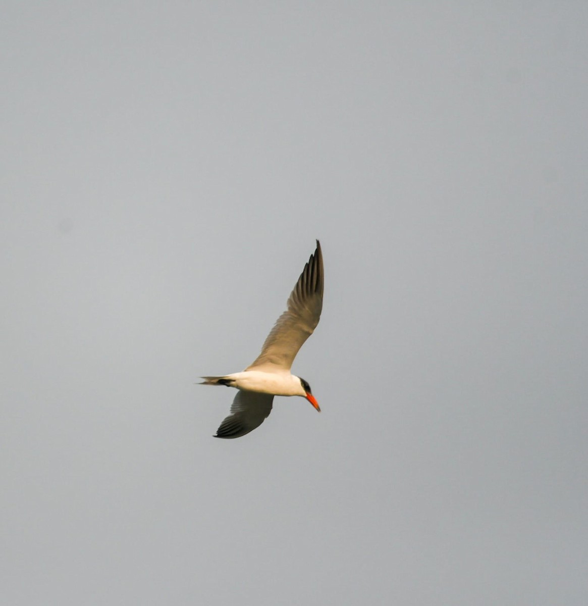 Caspian Tern - ML646781587
