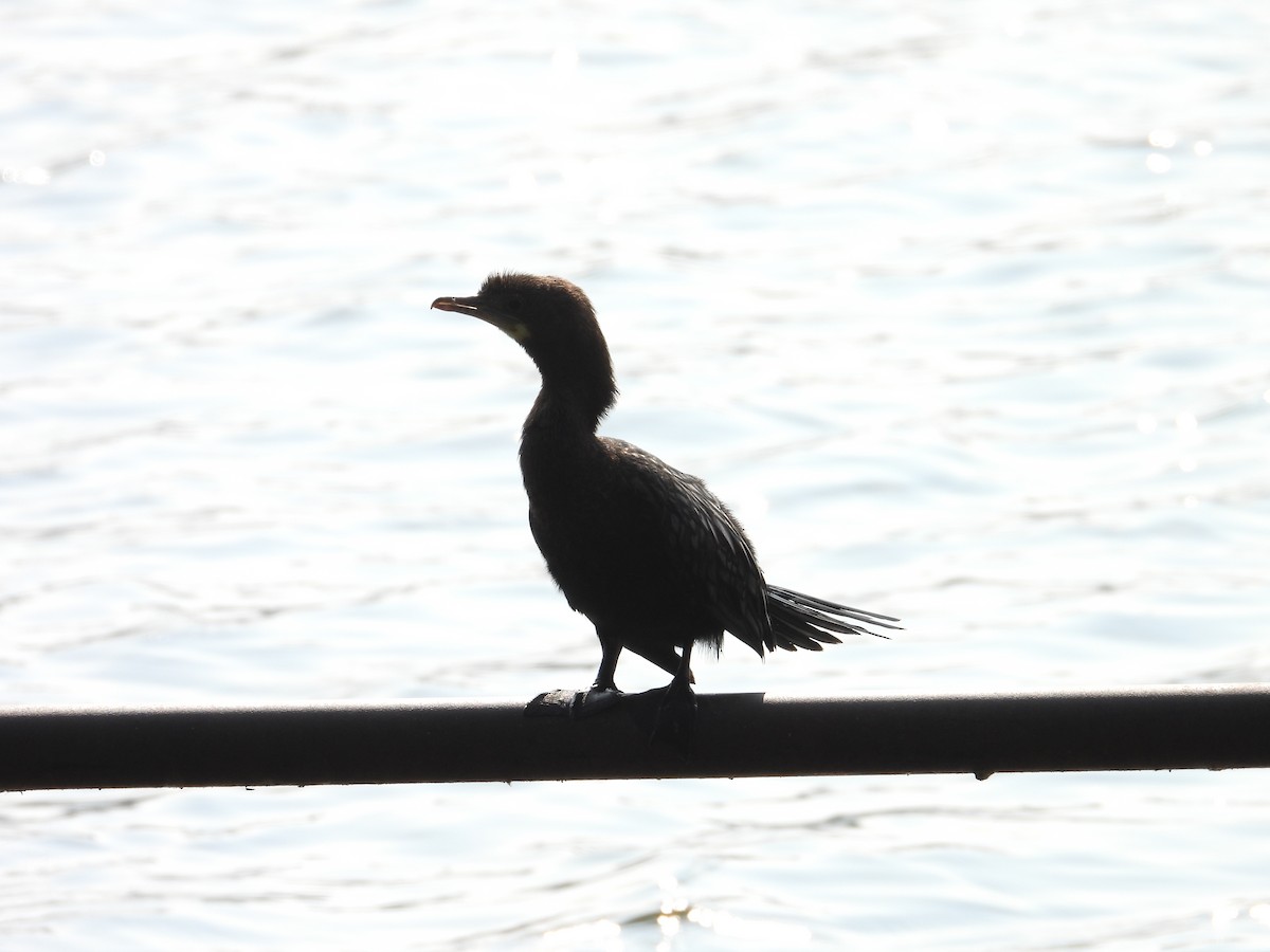 Little Cormorant - ML646781588