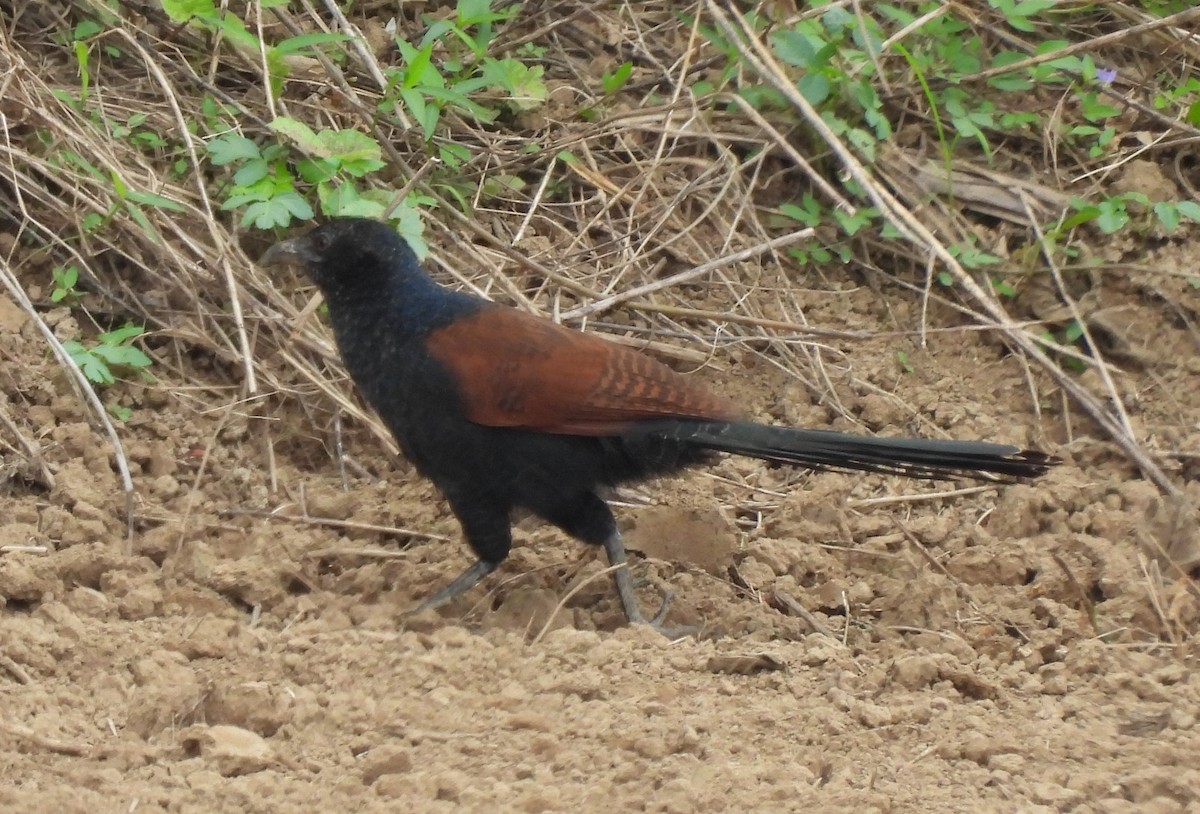 褐翅鴉鵑 - ML646781589